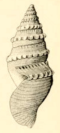 Bathytoma agnata